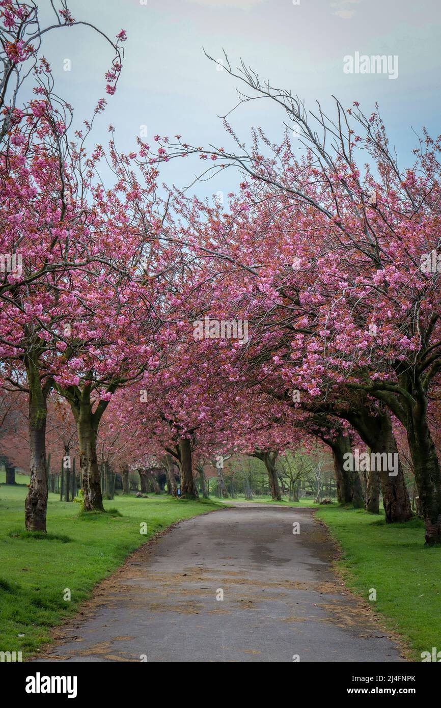 Blütenbäume säumen einen Pfad, Wavertree Botanic Gardens, Liverpool Stockfoto