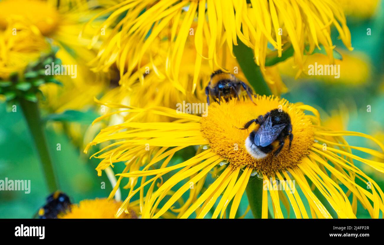 Bienen sammeln Nektar aus einer schönen Blume Stockfoto