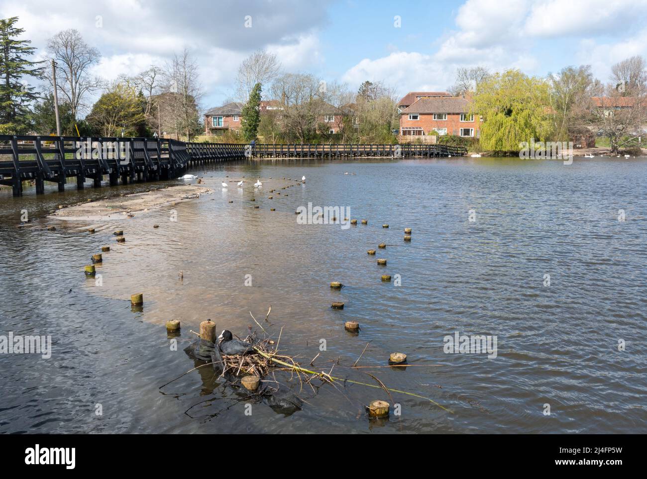 Petersfield Heath Pond im Frühjahr mit einem Raufennest und Gehweg, Hampshire, England, Großbritannien Stockfoto