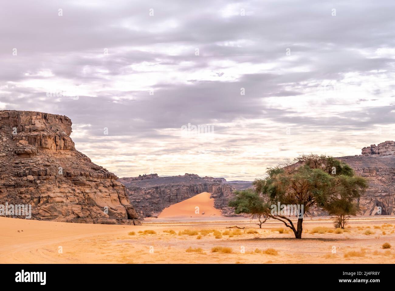 Tadrart Rouge Akazienbaum in einer reg Wüste von Tassili n'Ajjer, Djanet. Farbverlauf Sand, trockene Kräuter, gelbe Sandsteine, felsiger, bergbedeckter Himmel. Stockfoto