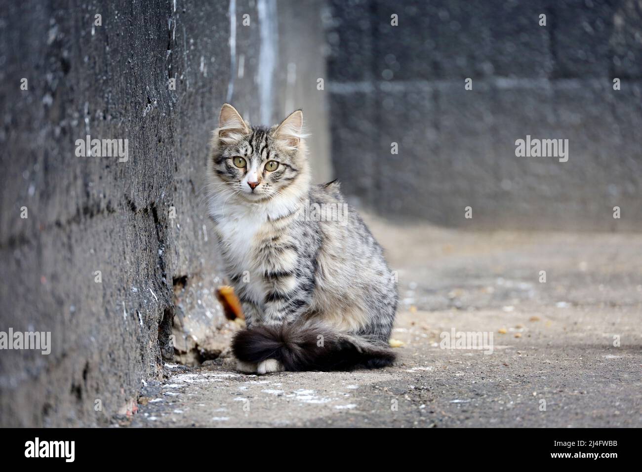 Die Katze sitzt auf einer schmutzigen Straße in der Nähe der Hauswand. Portrait von streunenden Tieren im Freien Stockfoto