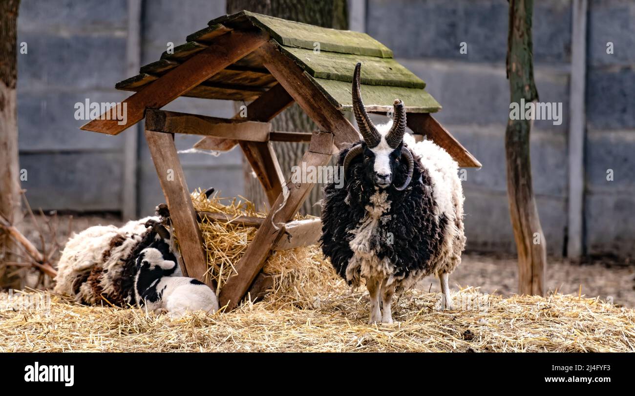 RAM of St. James im Zoo Stockfoto