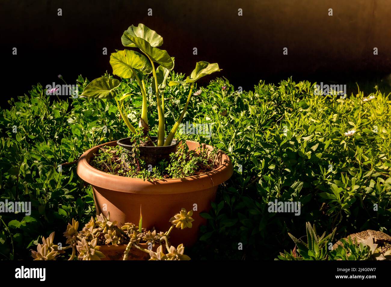 Selektiver Fokus von Philodendron, einer großen Gattung blühender Pflanzen aus der Familie der Araceae, in Kunststofftöpfen. Um ihn herum sind die Blumen von Osteospermum. Stockfoto