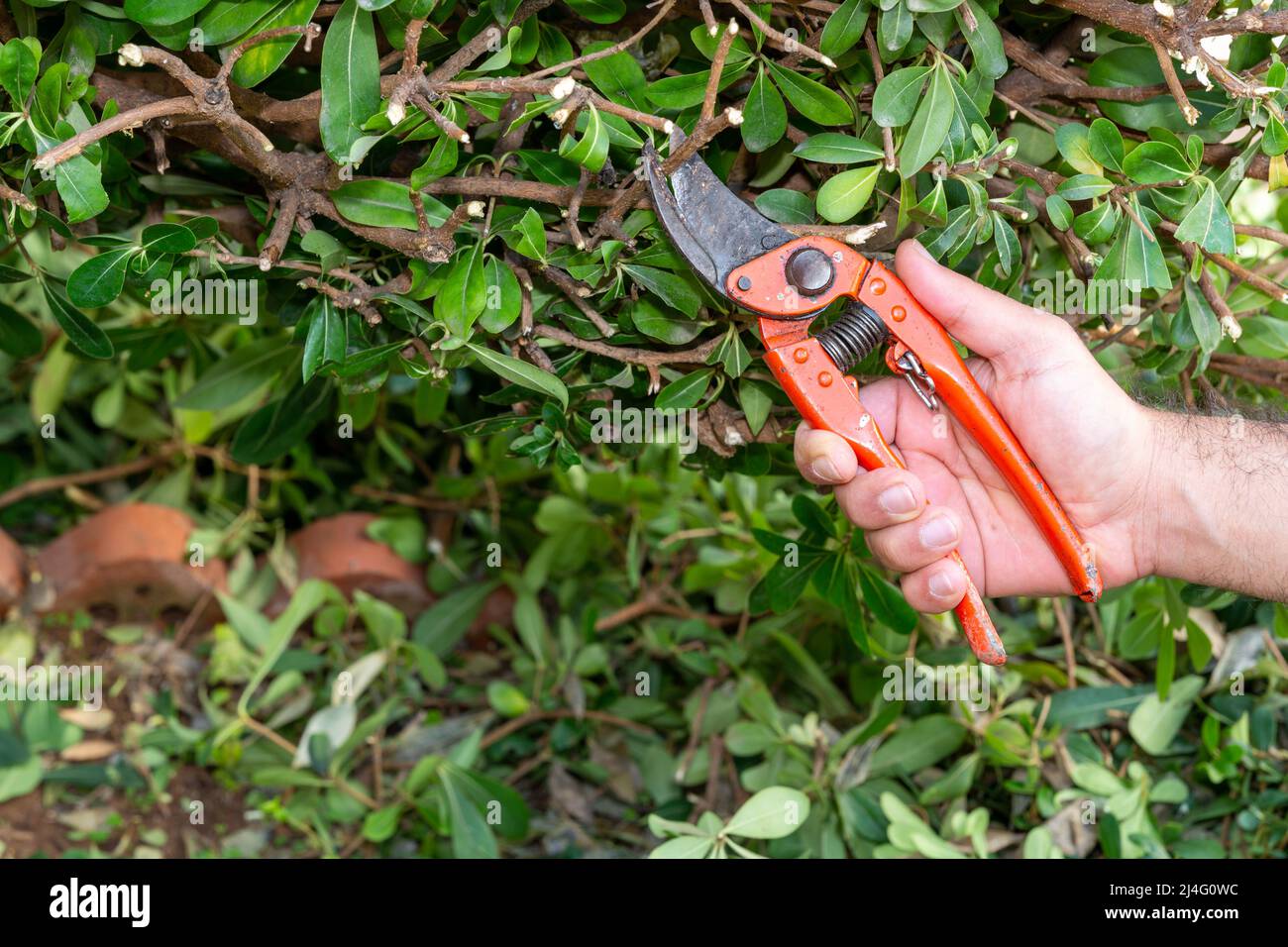 Gärtner beschneiden Buschzweige im Garten. Schneiden Sie die Zweige einer überwucherten Heckenpflanze mit den orangefarbenen Scheren. Frühling, Landwirtschaft, Gartenarbeit. Stockfoto