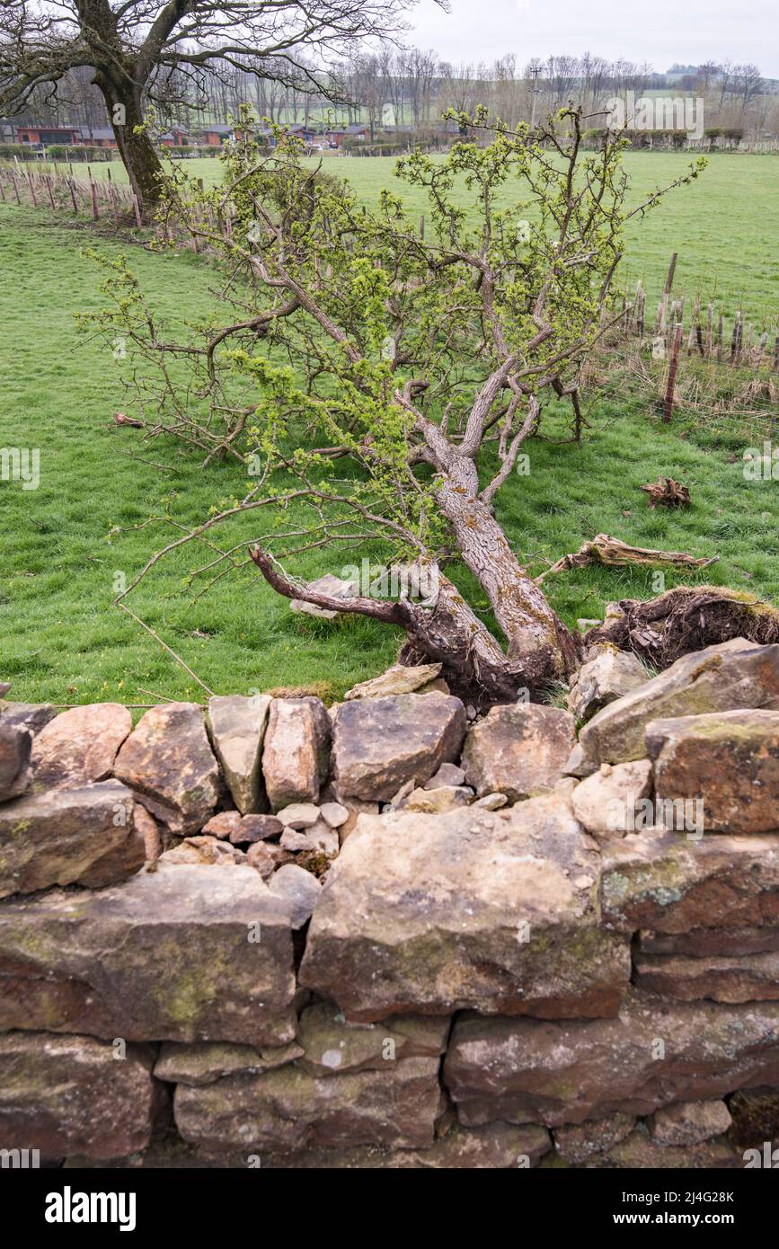 Noch immer zeigt dieser Baum am Leeds & Liverpool Canal in der Nähe von Gargrave Spuren von Leben.Gefallen während eines Winters von benannten Stürmen & Steinmauer wurde beschädigt Stockfoto