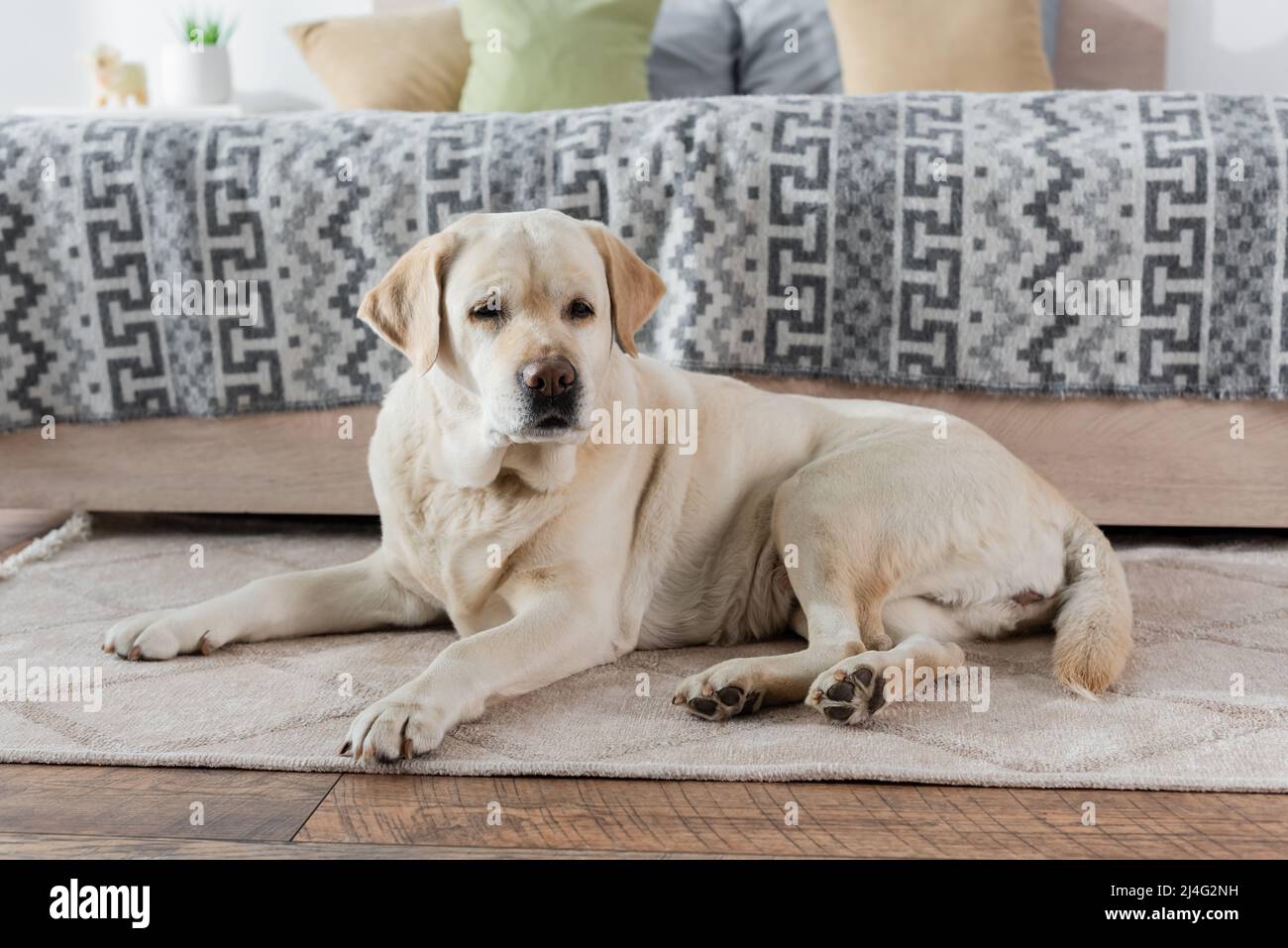 labrador Hund liegt zu Hause auf dem Bodenteppich neben dem Bett Stockfoto