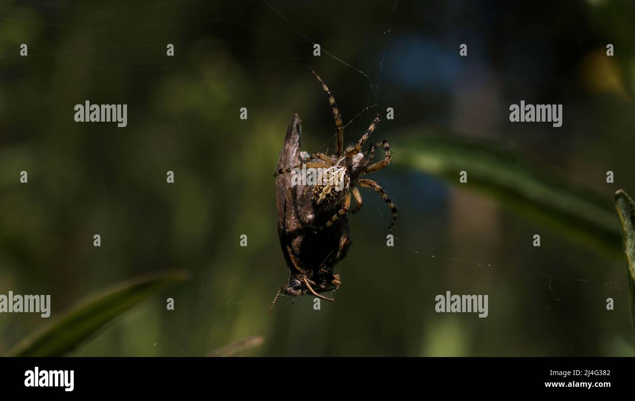 Eine Spinne, die versucht, ein großes Insekt zu heben. Kreativ. Eine kleine Spinne, die in ihrem Netz verstrickt ist, versucht ein riesiges dunkles Insekt zu heben. Stockfoto