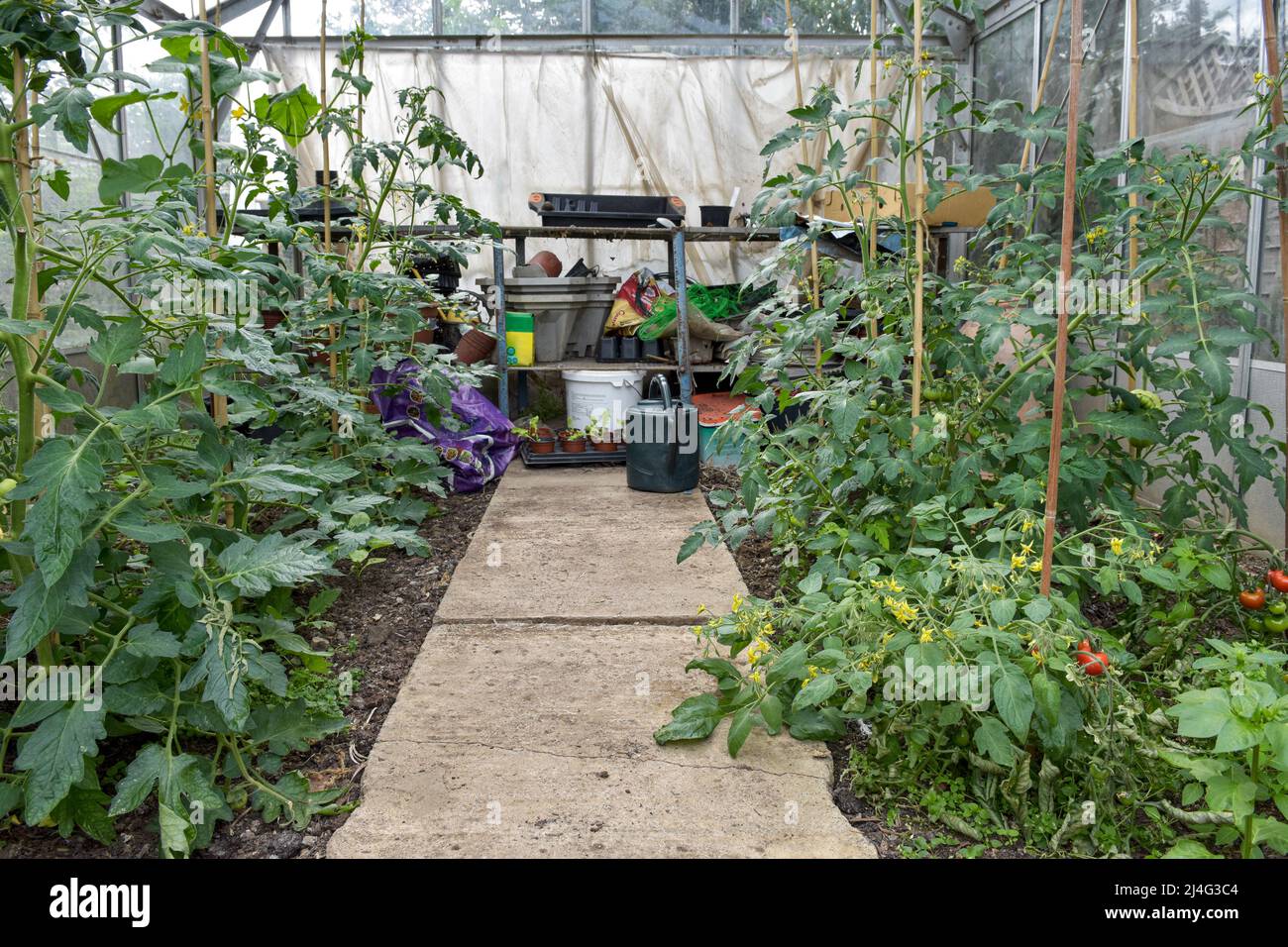 Grünes Haus im Garten in Bristol Anbau von Tomaten, Kirschtomaten und Gurken mit Schalen und Wannen im Hintergrund Stockfoto