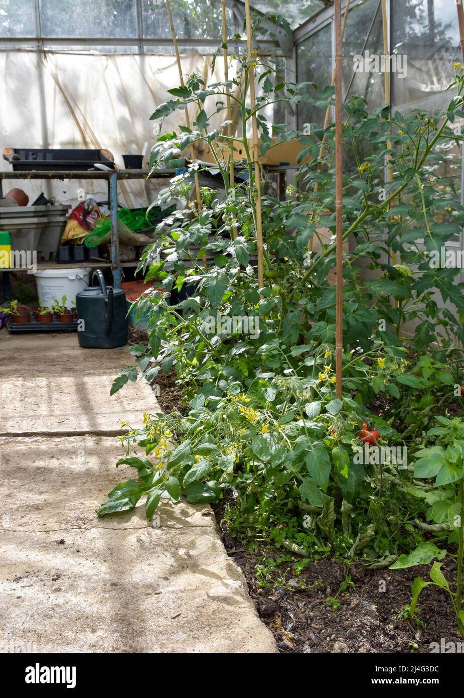 Grünes Haus im Garten in Bristol Anbau von Tomaten, Kirschtomaten und Gurken mit Schalen und Wannen im Hintergrund Stockfoto