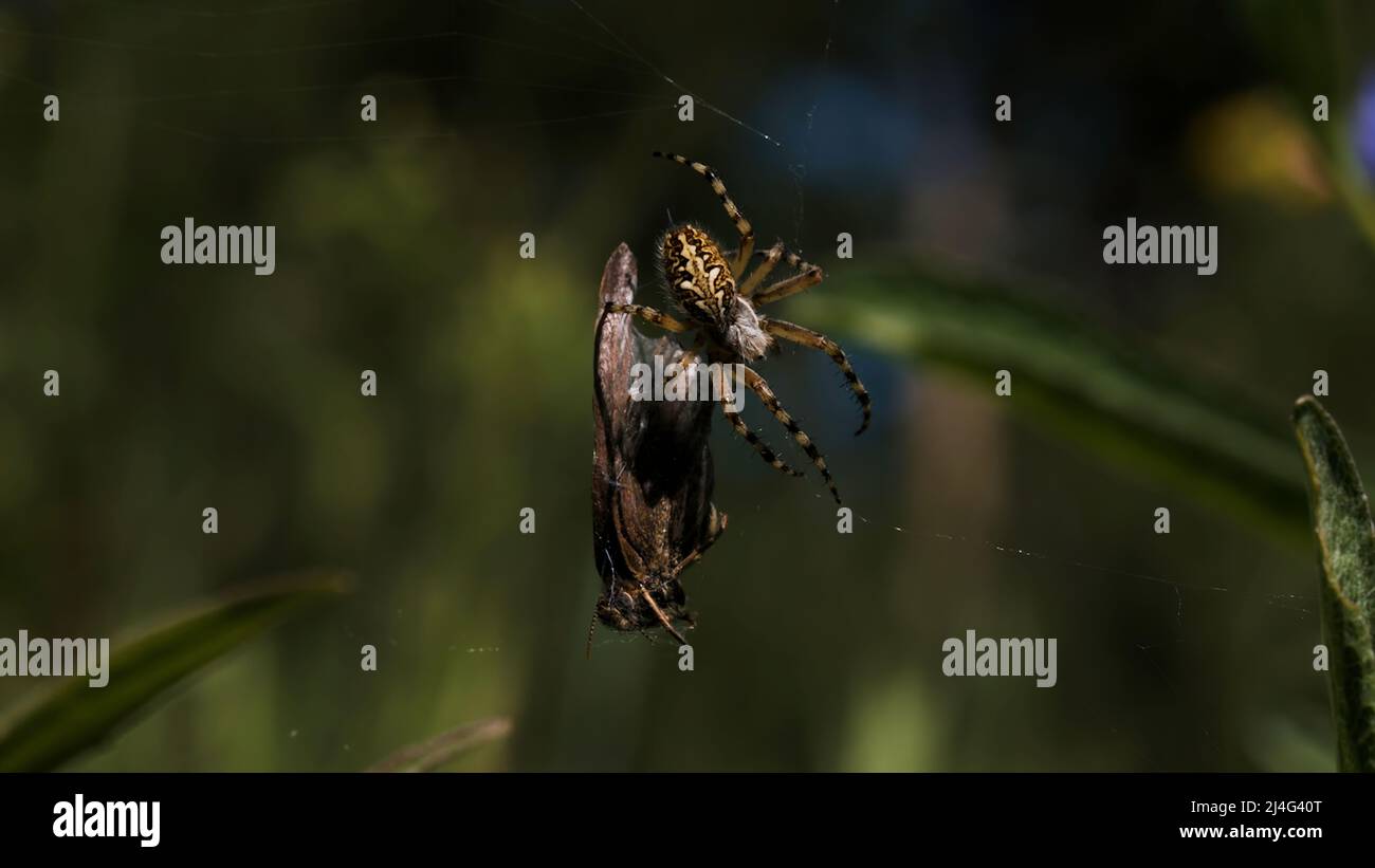 Eine Spinne, die versucht, ein großes Insekt zu heben. Kreativ. Eine kleine Spinne, die in ihrem Netz verstrickt ist, versucht ein riesiges dunkles Insekt zu heben. Stockfoto