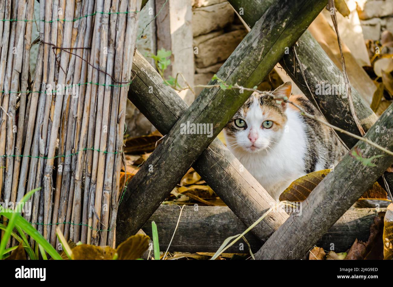 Porträt einer gelb-grau-weißen Katze mit einem bunten Schwanz, in einer natürlichen Umgebung, von der Sonne beleuchtet. Stockfoto