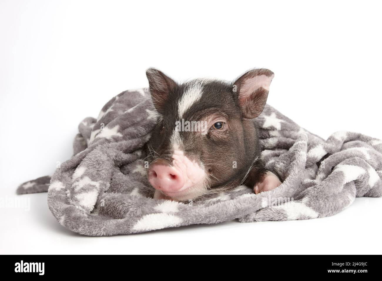 Niedliches Mini-Schwein in warmer Decke auf weißem Hintergrund Stockfoto