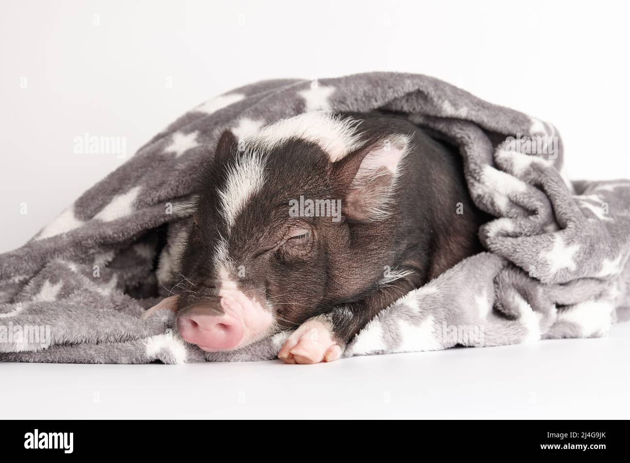 Niedliches Mini-Schwein in warmer Decke auf weißem Hintergrund Stockfoto