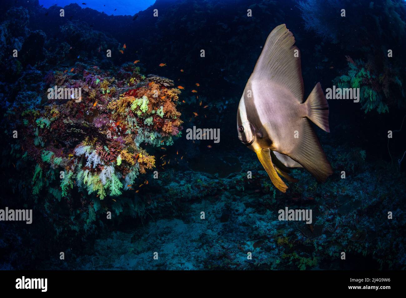 Fledermausfische Stockfoto