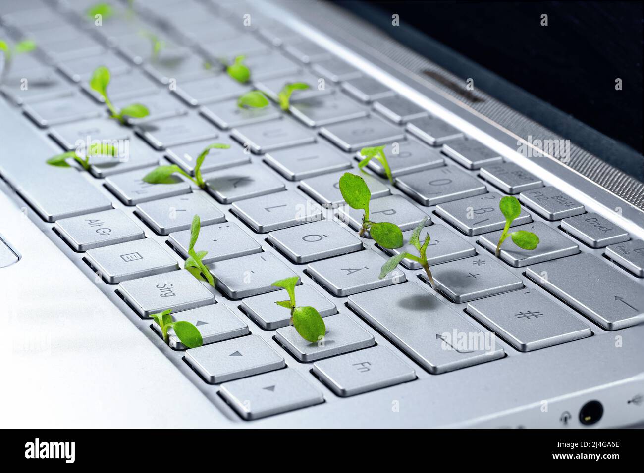 Sämlinge, die in einer Laptop-Tastatur wachsen, Symbol für grünes Geschäft, umweltfreundliche und nachhaltige Wirtschaft, Kopierraum, ausgewählter Fokus, geringe Tiefe von f Stockfoto