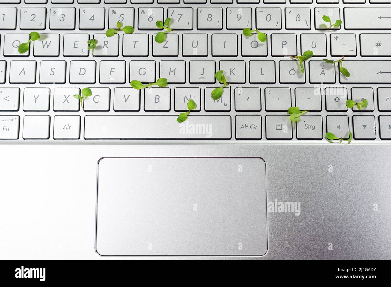 Laptop-Tastatur mit kleinen Sämlingen, die in den Lücken aufwachsen, grünes Geschäftskonzept, Symbol für umweltfreundliche und nachhaltige Wirtschaft, Kopierraum, oben Stockfoto