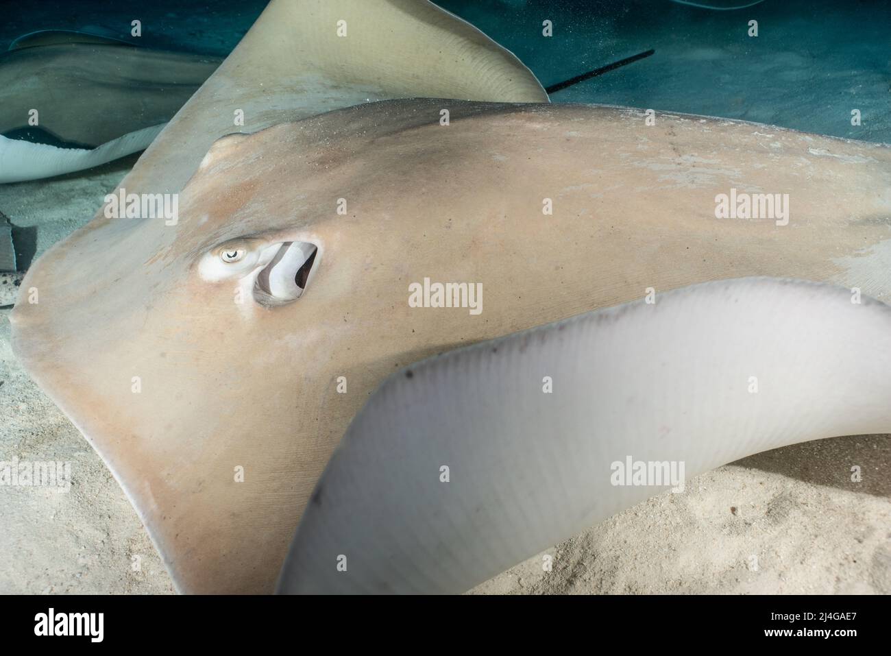 Sting ray Stockfoto