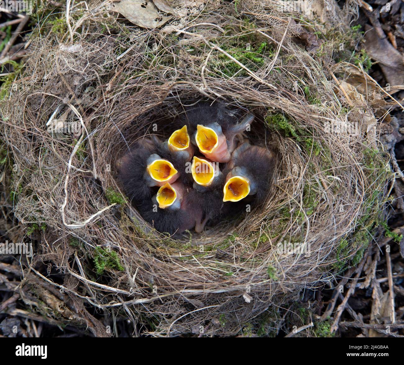 Europäischer Robin, Erithacus rubecula, sechs altrikulare Nestlinge zeigen Fütterungsreflex mit offenem Gape im Nest, Frühling, London, Großbritannien, Britische Inseln Stockfoto