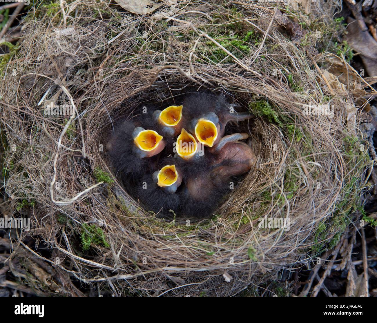 Europäischer Robin, Erithacus rubecula, sechs altriziale Küken zeigen Fütterungsreflex mit offenem Gape und Gape Flansch im Nest, London, Britische Inseln Stockfoto