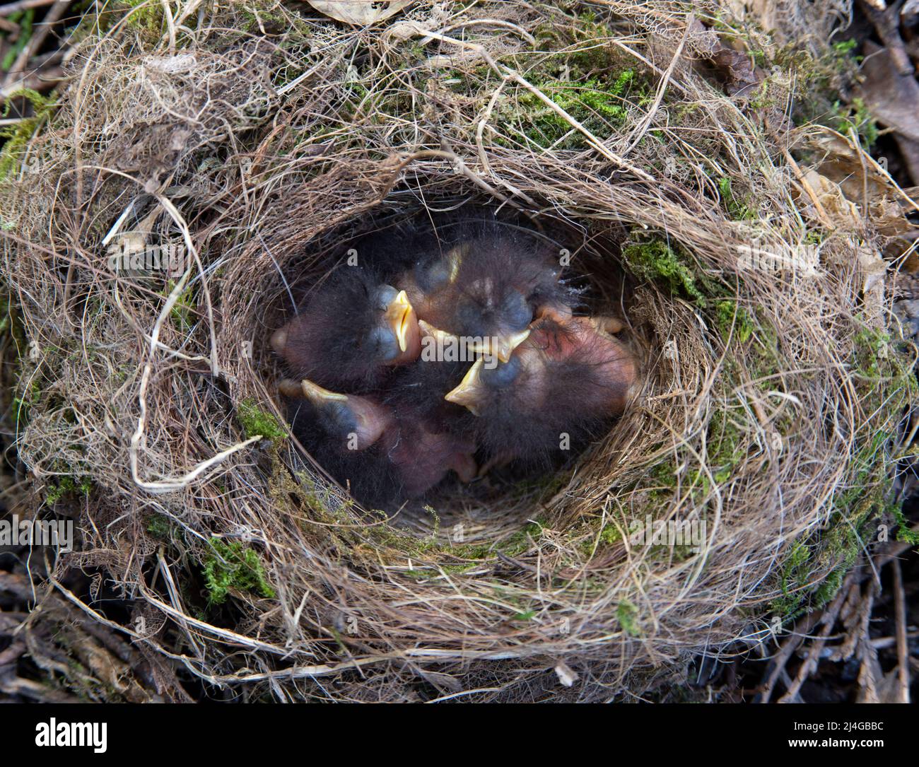 Europäischer Robin, Erithacus rubecula, sechs unheilvollen Küken im Nest, London, Vereinigtes Königreich, Britische Inseln Stockfoto
