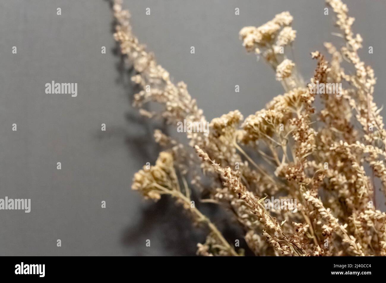Trockenes Gras auf dunklem Hintergrund. Stockfoto