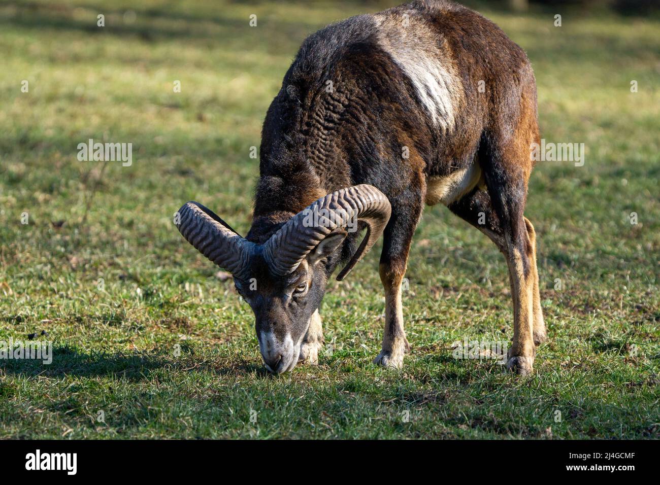 Wilder Mufflon frisst Gras mit massiven Hörnern Stockfoto