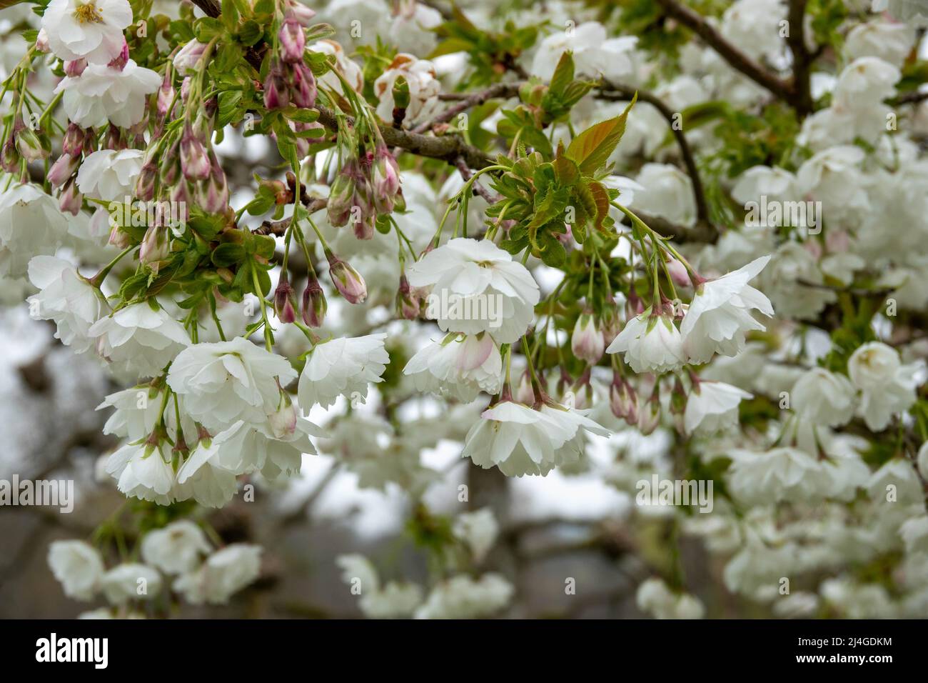 Schöne Blüte der japanesischen Blütenkirsche, die Nationalblume Japans Stockfoto