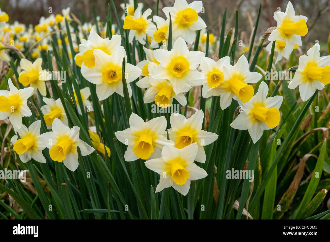 Leuchtend gelbe Narzissen ein Zeichen des Frühlings Stockfoto