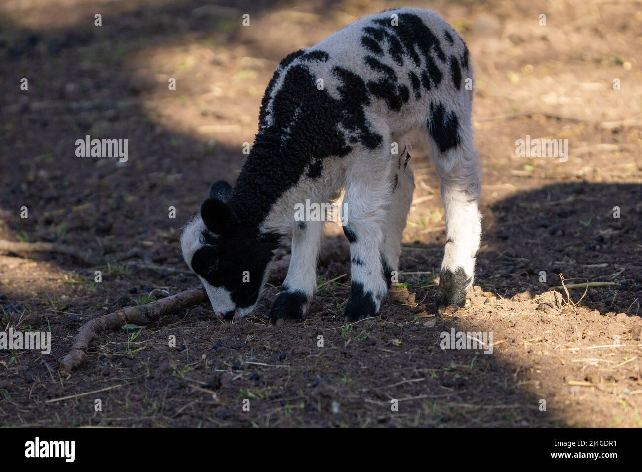 Niedliche schwarz-weiße Ziege in freier Wildbahn Stockfoto