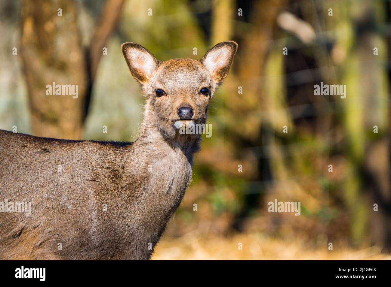 Nahaufnahme eines jungen sika-Hirsches, der in die Kamera schaut Stockfoto