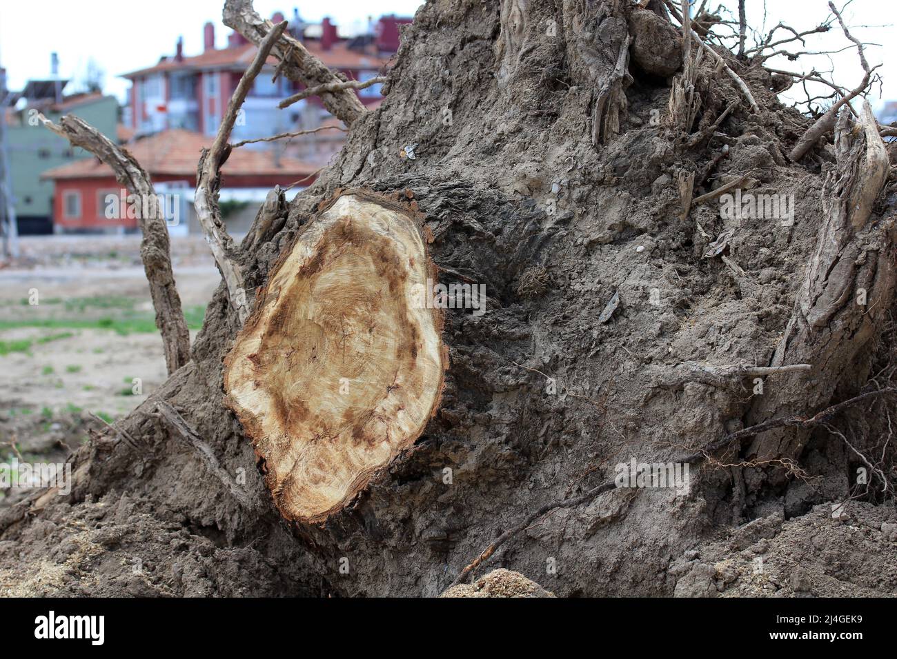 Stamm und erdige Wurzeln eines abgeschnittenen alten Baumes. Im Hintergrund befinden sich Gebäude. Stockfoto