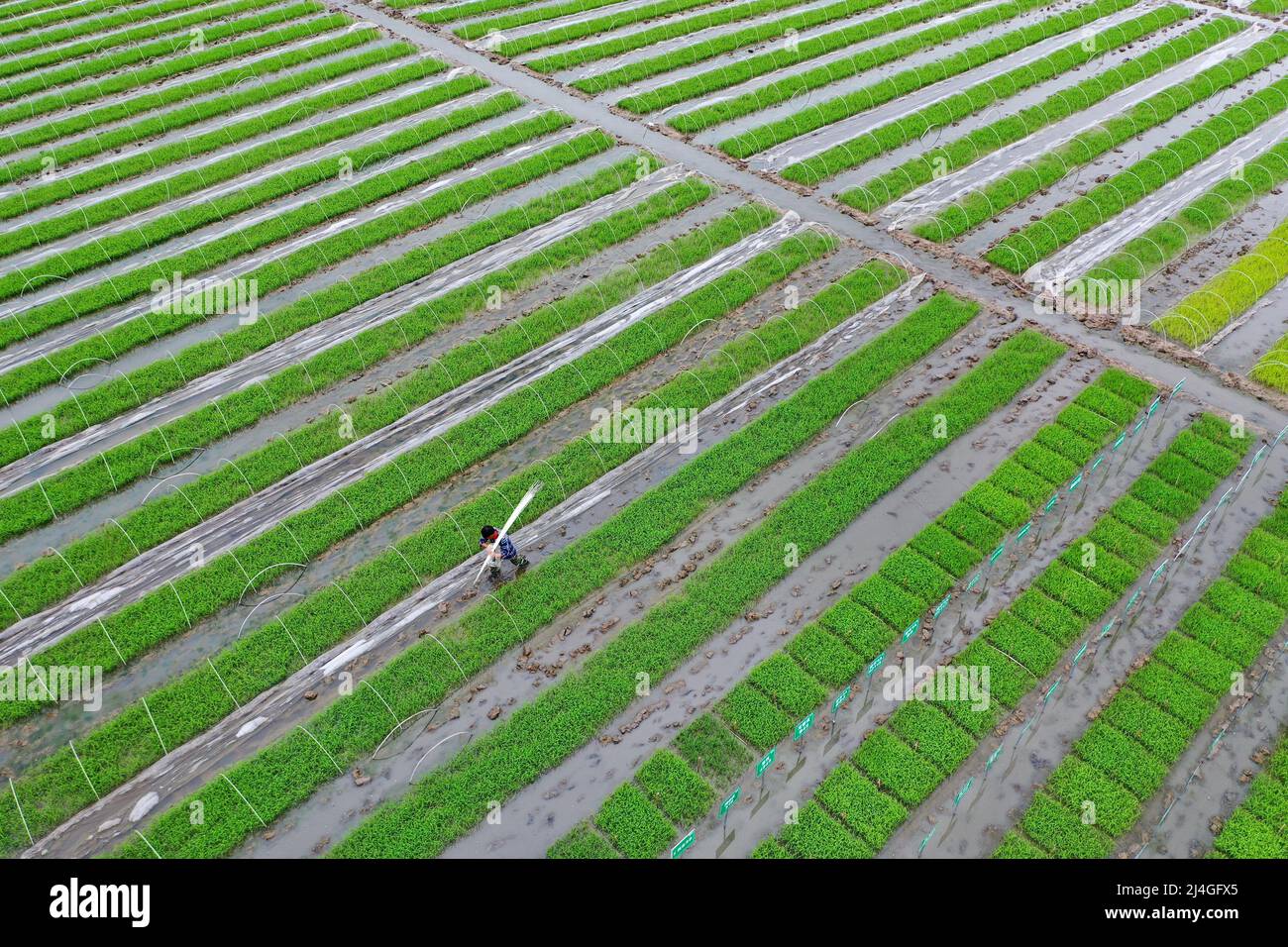 SUINING, CHINA - 14. APRIL 2022 - Ein Landwirt entfernt dünne Filmstangen, um das Wachstum von Sämlingen in einer hochwertigen Reiszuchtbasis in Suining, Sichuan, zu fördern Stockfoto