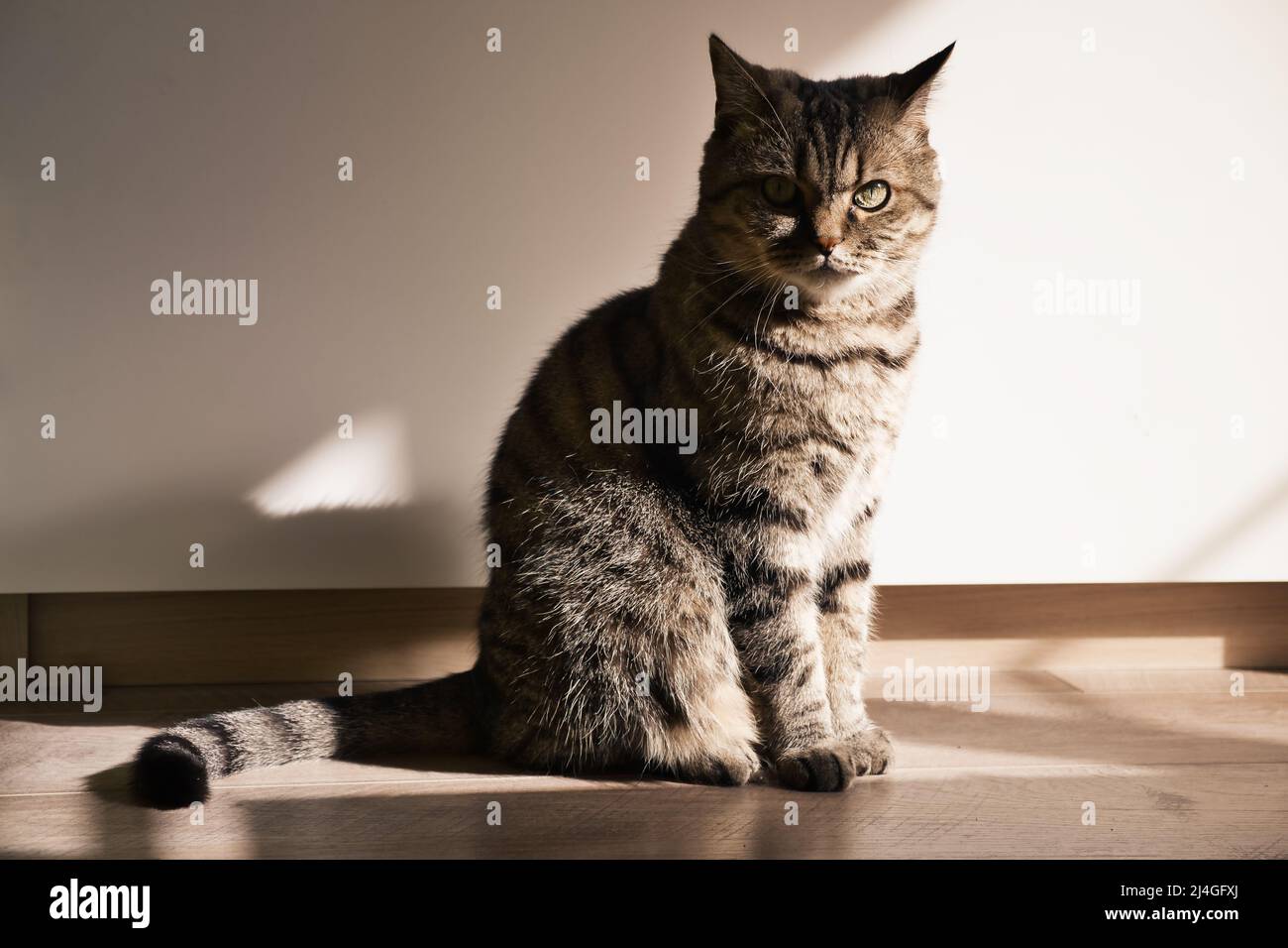 Die heimische graugraue Katze sitzt auf dem Holzboden drinnen in der Morgensonne. Stockfoto