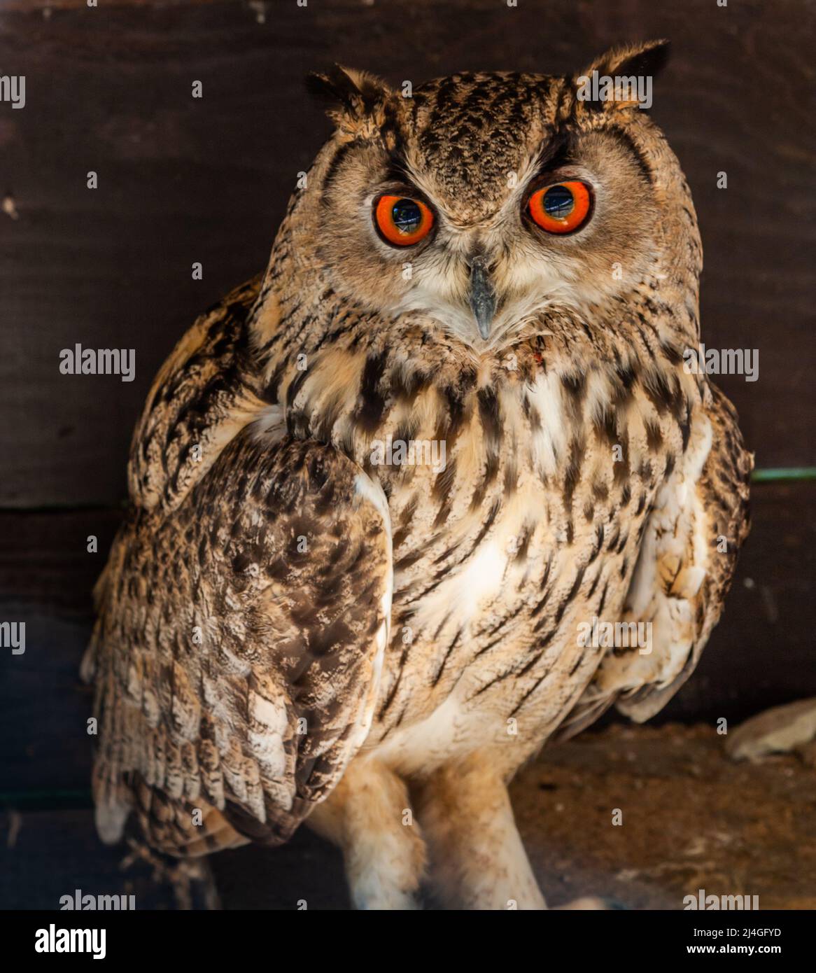 Lustige Eule Porträt Blick auf die Kamera. Wildvögel im Freien. Stockfoto
