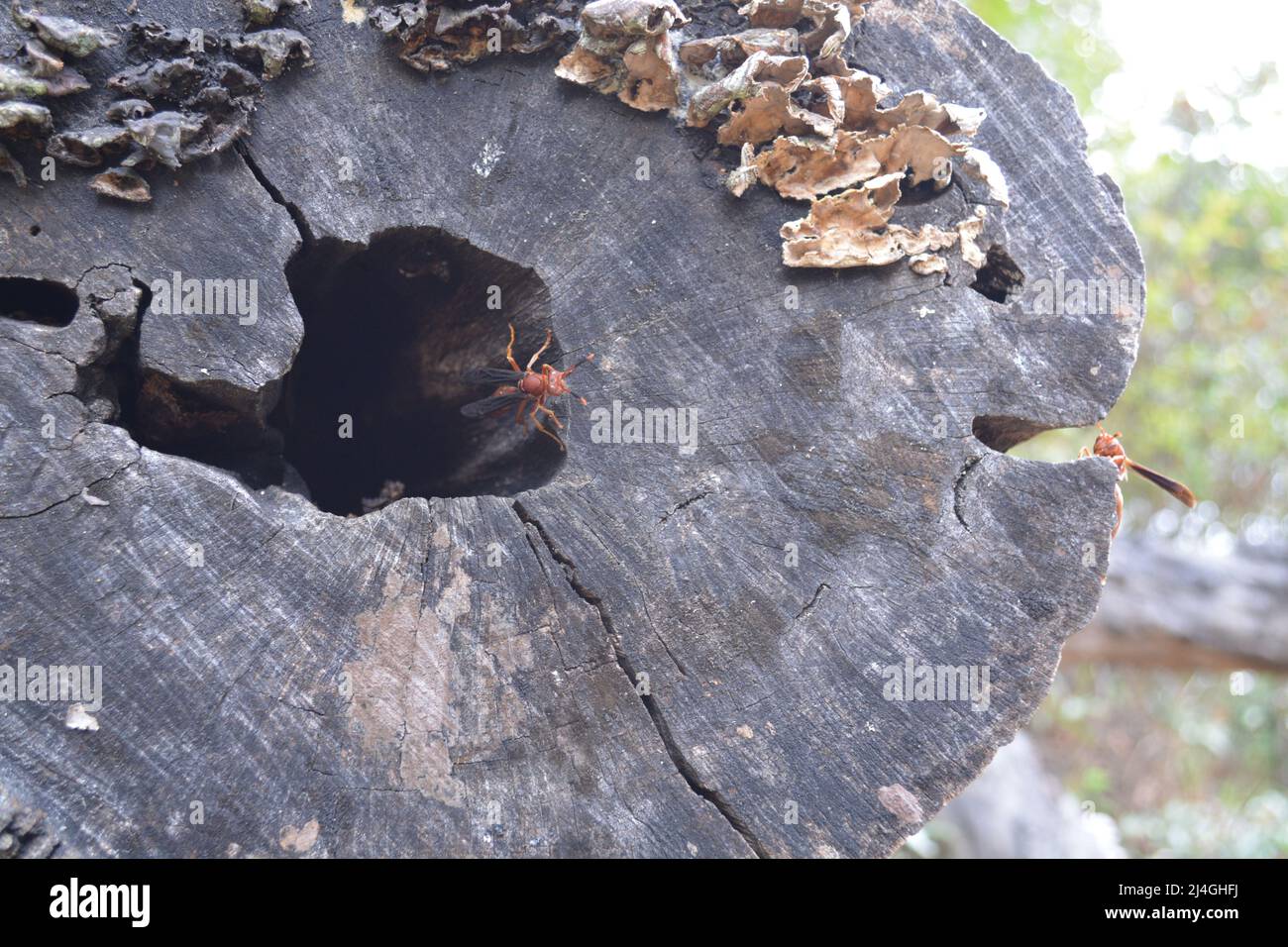 Rote Hornissen, die im Baum leben. Fungis und Insekten Stockfoto
