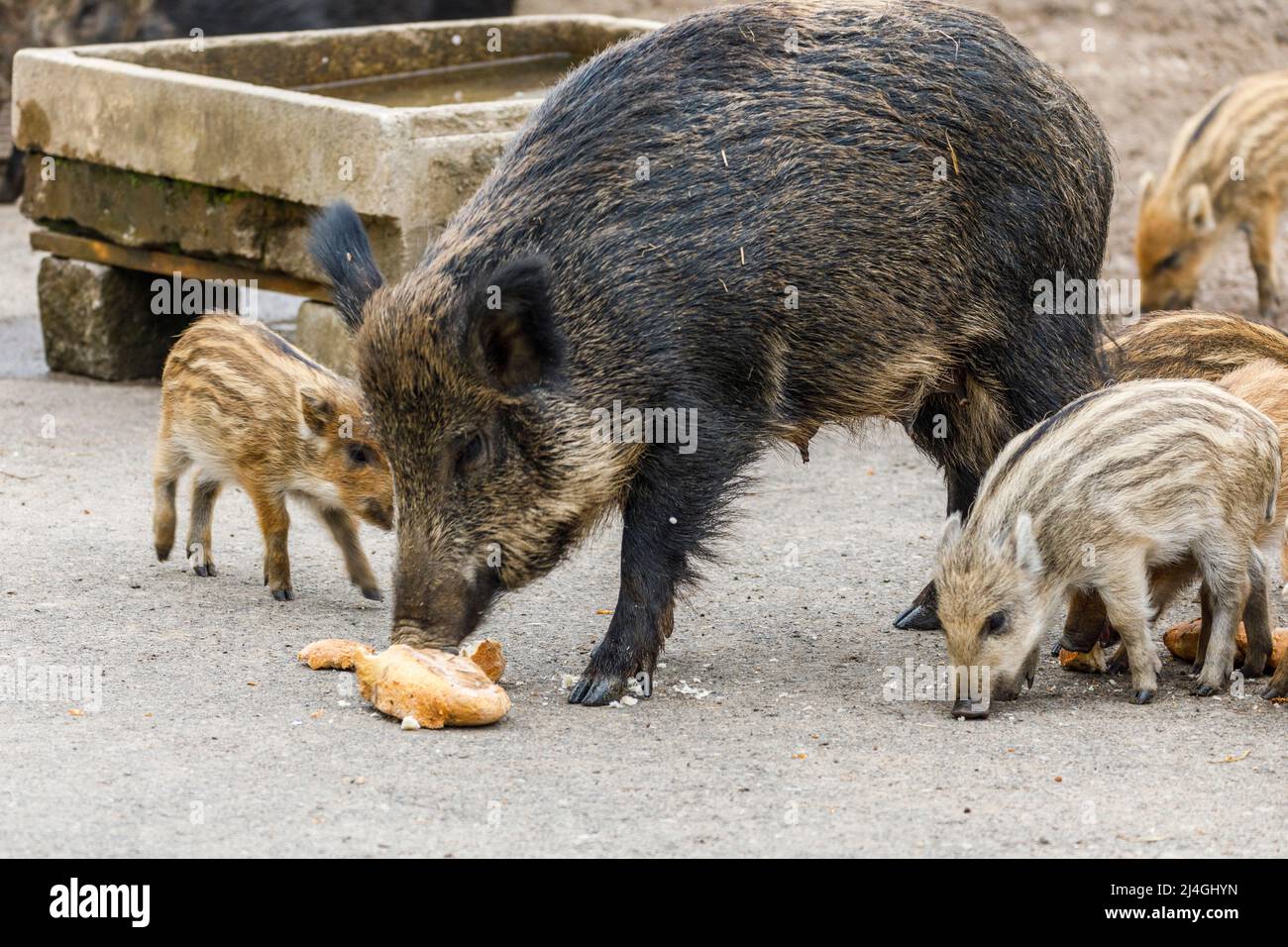 Wildpark im Grafenberger Wald, Wildsaat mit Ferkeln im Wildschweingehege während der Fütterung Stockfoto