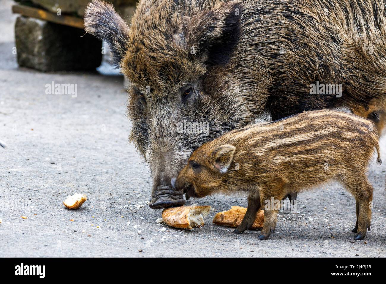 Wildpark im Grafenberger Wald, Wildsaat mit Ferkeln im Wildschweingehege während der Fütterung Stockfoto