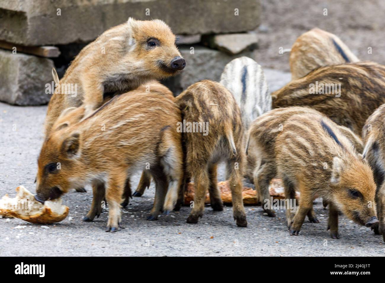 Wildpark im Grafenberger Wald, Ferkel im Wildschweingehege Stockfoto