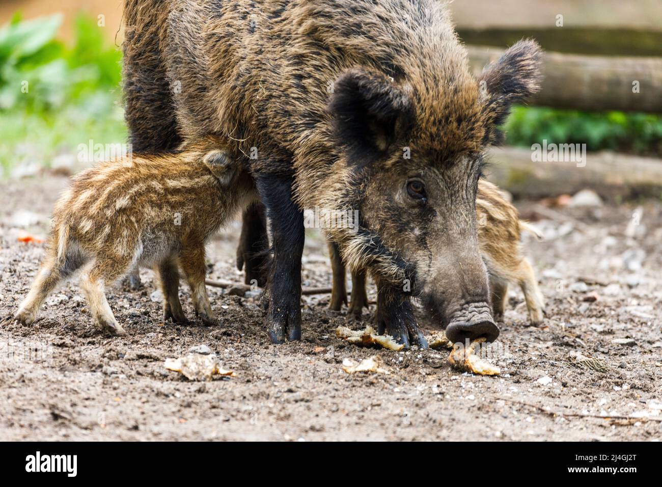 Wildpark im Grafenberger Wald, Wildsaat mit Ferkeln im Wildschweingehege während der Fütterung Stockfoto