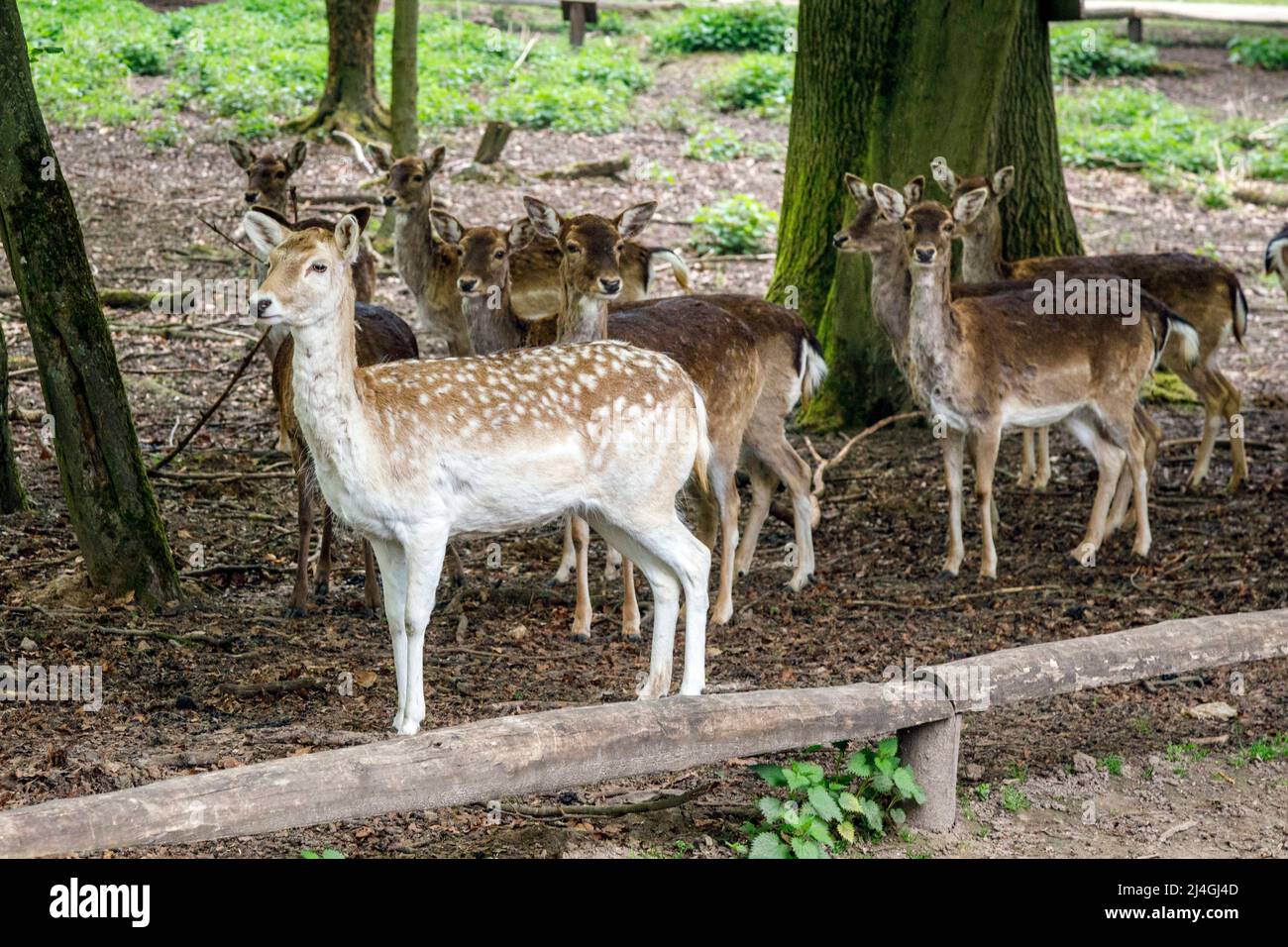 Wildpark im Grafenberger Wald, Damhirsch Stockfoto