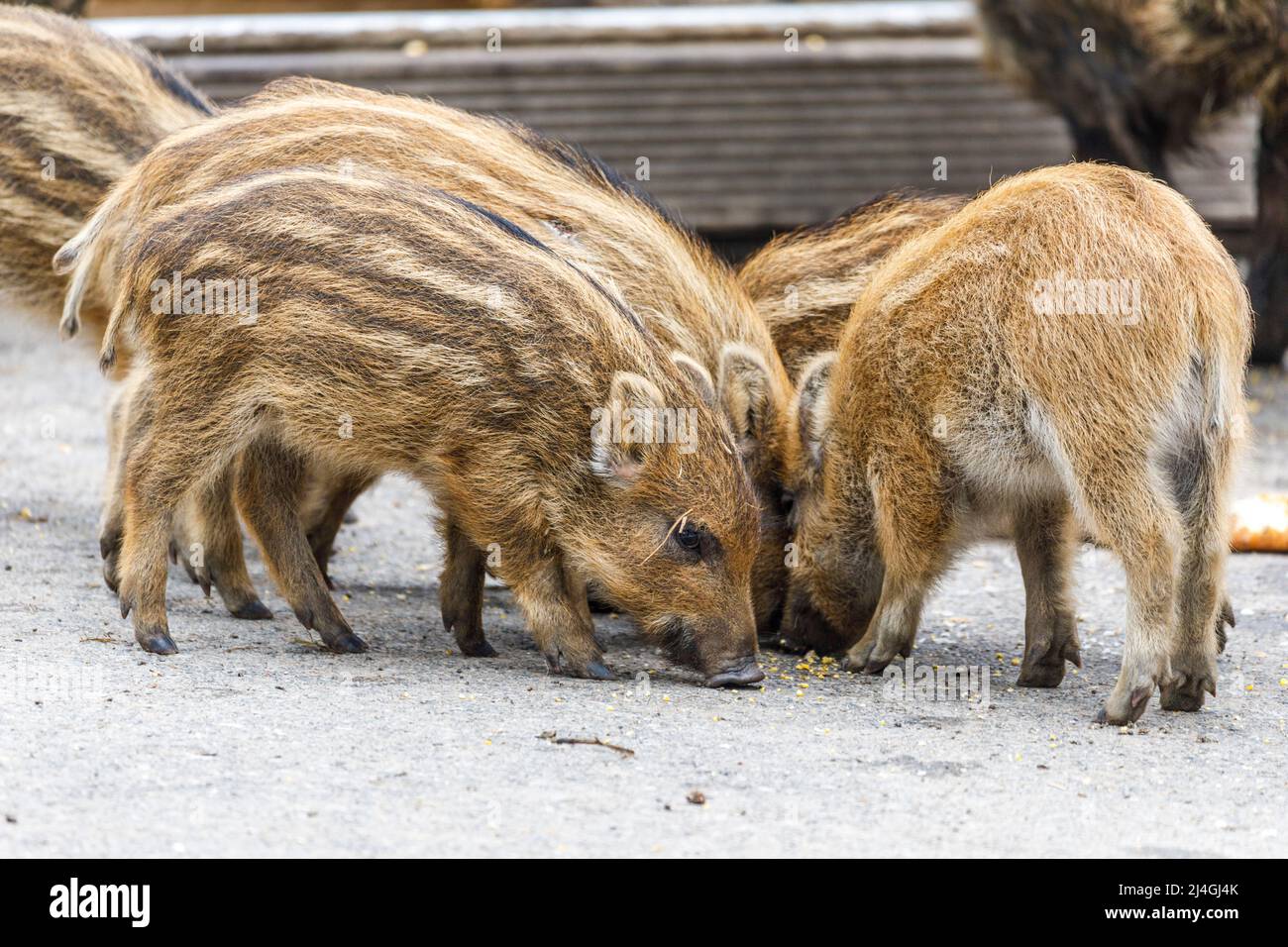 Wildpark im Grafenberger Wald, Ferkel im Wildschweingehege Stockfoto