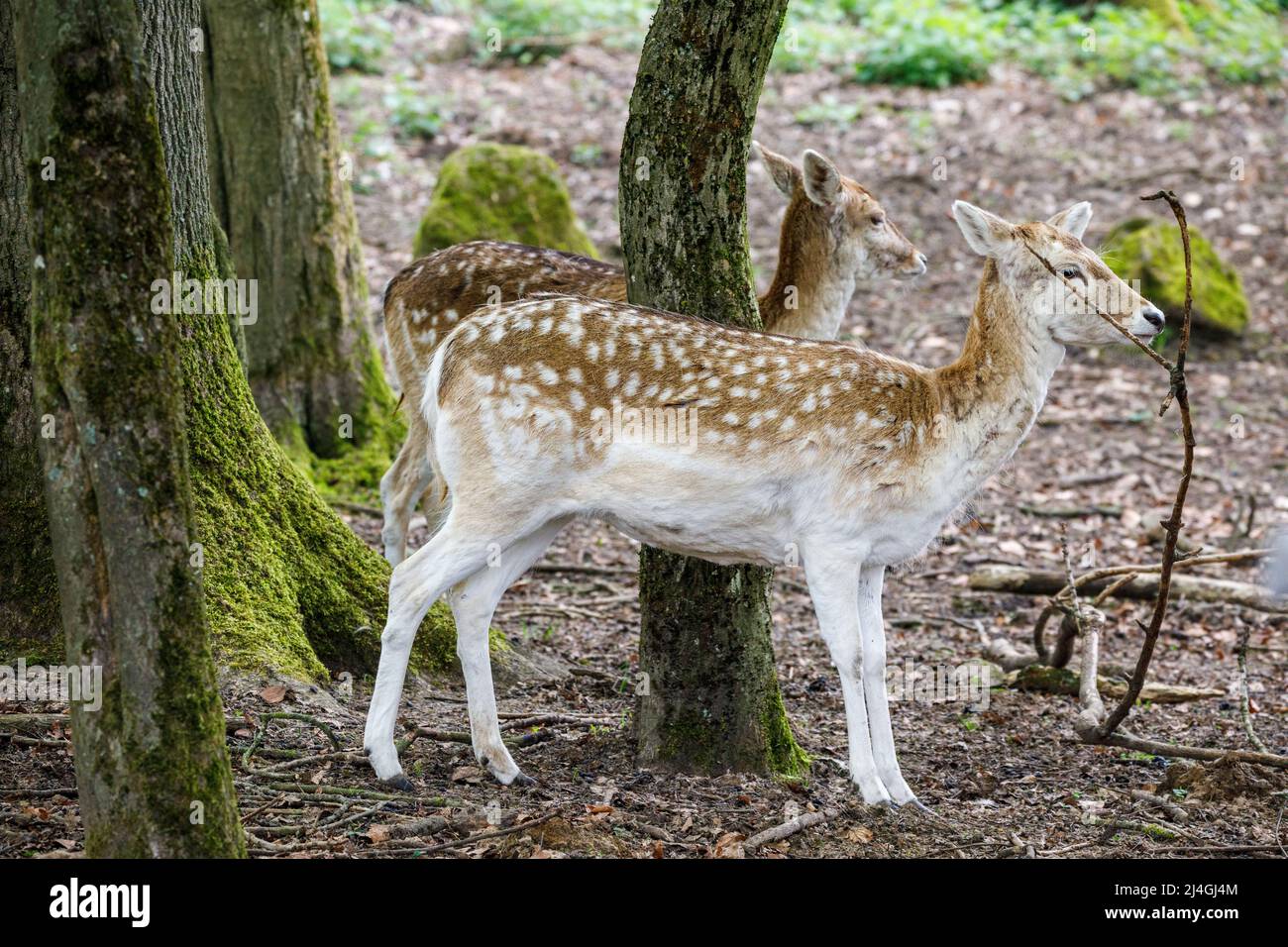 Wildpark im Grafenberger Wald, Damhirsch Stockfoto