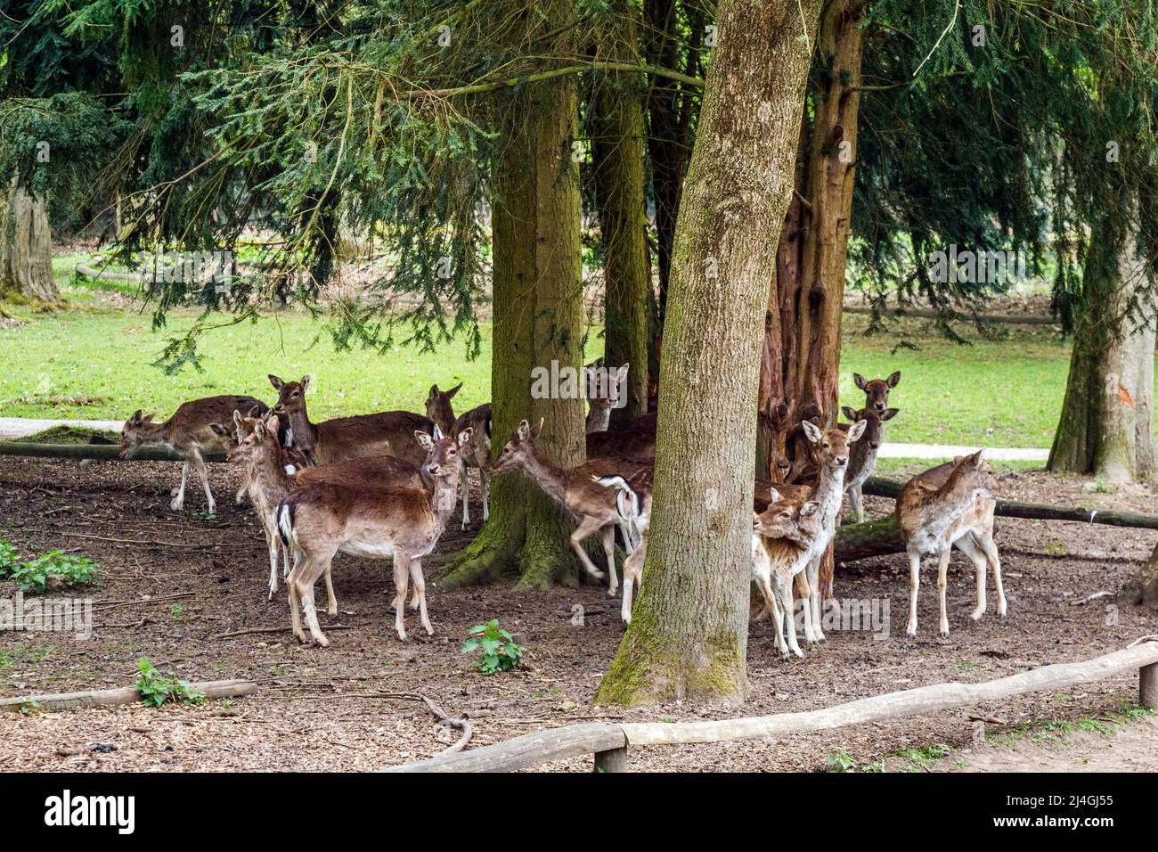 Wildpark im Grafenberger Wald, Damhirsch Stockfoto