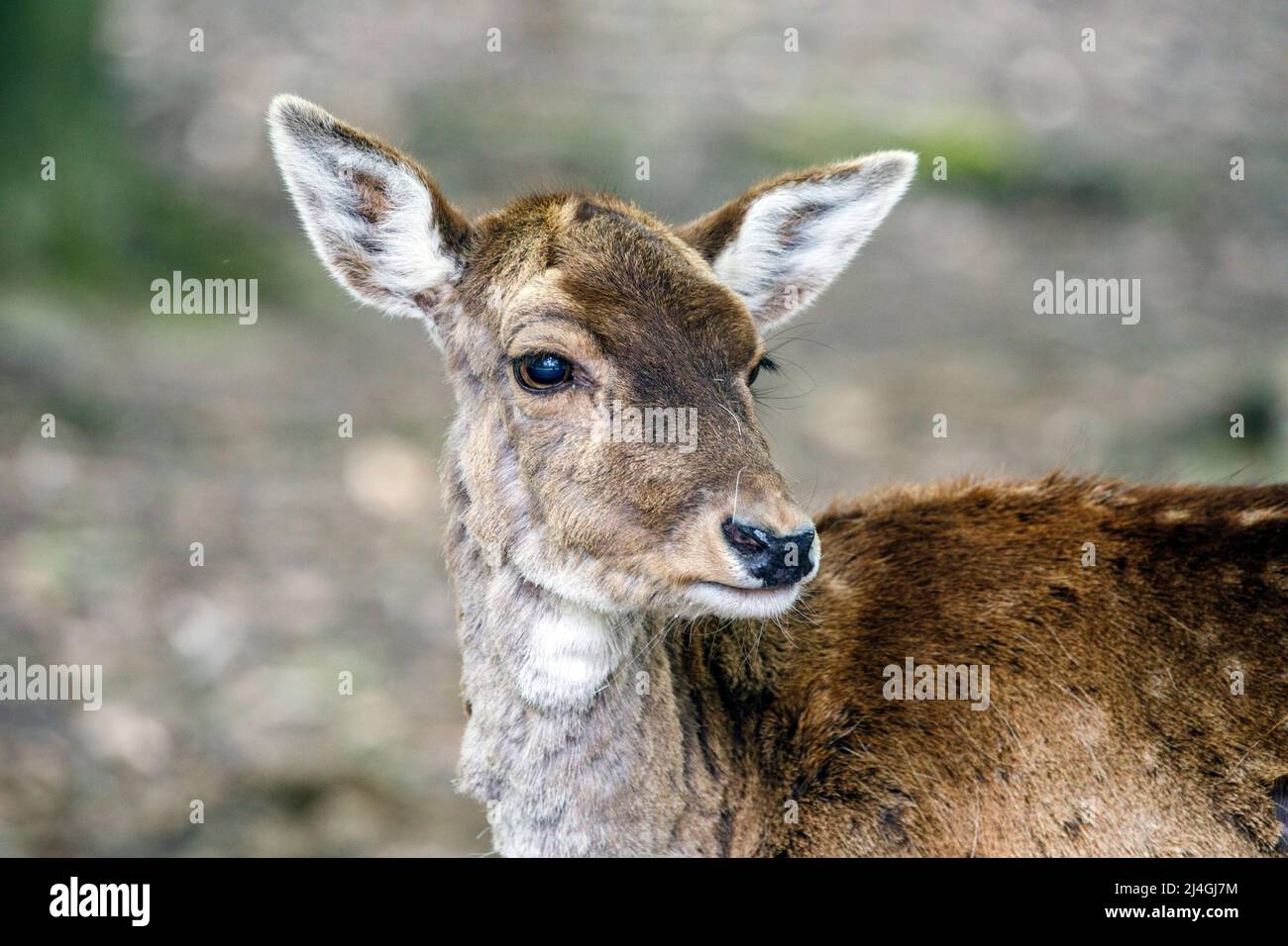 Wildpark im Grafenberger Wald, Damhirsch Stockfoto