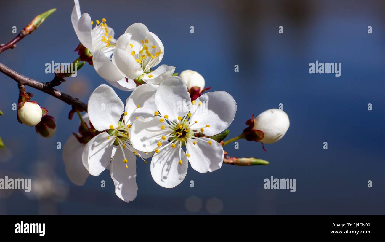 Aprikosenblüten auf blauem Hintergrund. Blühender Garten Stockfoto