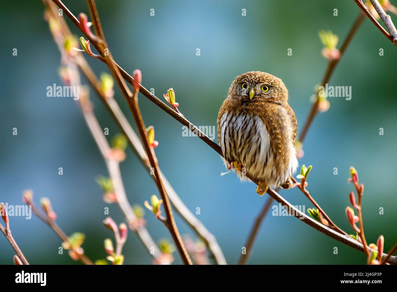 Nördliche Zwergkauz (Glaucidium californicum), die auf einem Zweig in British Columbia, Kanada, steht Stockfoto