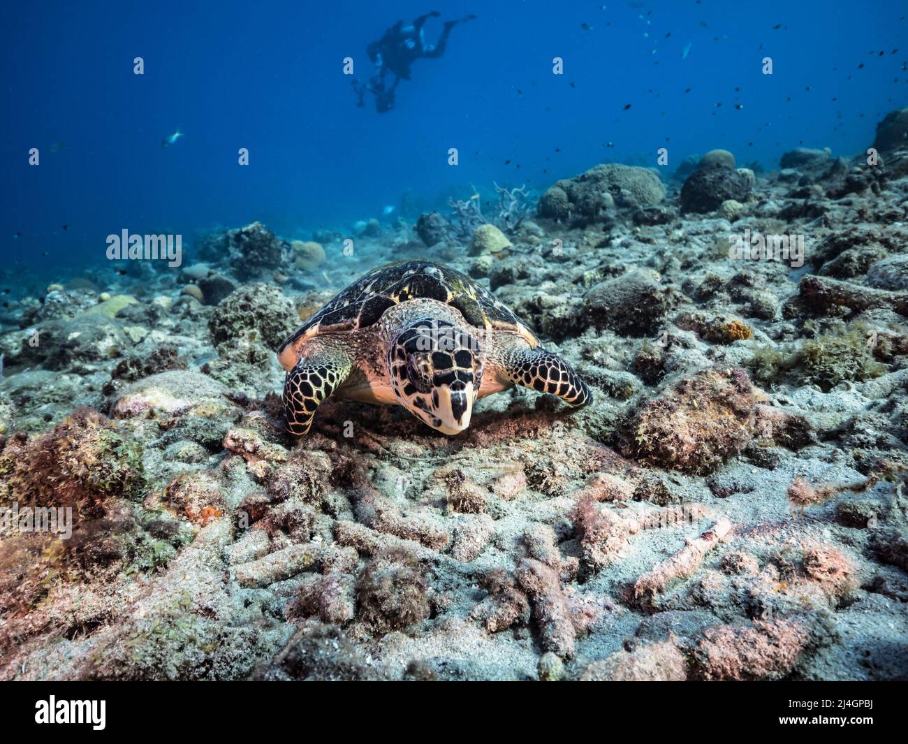 Meereslandschaft mit Hawksbill Meeresschildkröten im Korallenriff des Karibischen Meeres, Curacao Stockfoto