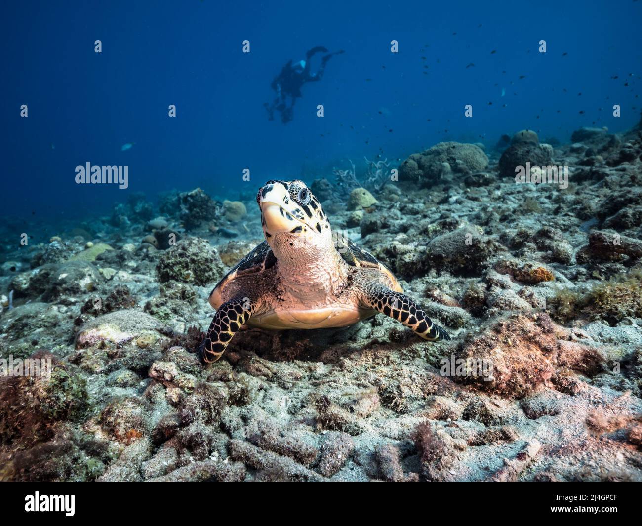 Meereslandschaft mit Hawksbill Meeresschildkröten im Korallenriff des Karibischen Meeres, Curacao Stockfoto