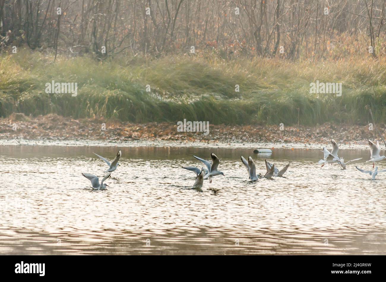 Eine Schar von Flussmöwen fliegt über das Teichwasser und sammelt Nahrung. Stockfoto