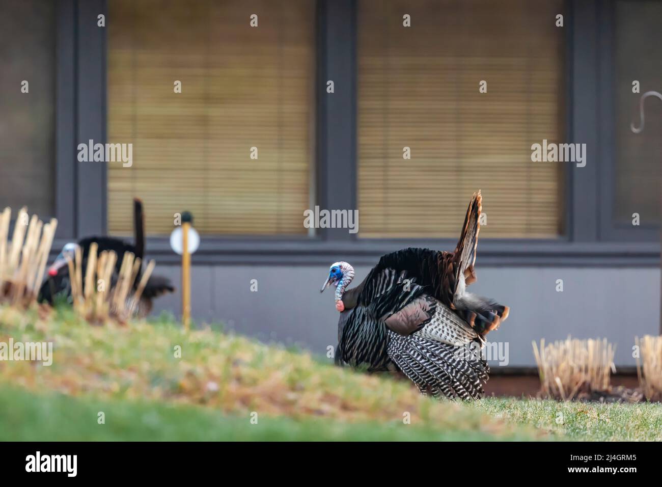Wild Turkey, Meleagris galopavo, tom, der vor einem Haus in Zentral-Michigan, USA, stolziert [Keine Eigentumsfreigabe; nur redaktionelle Lizenzierung] Stockfoto